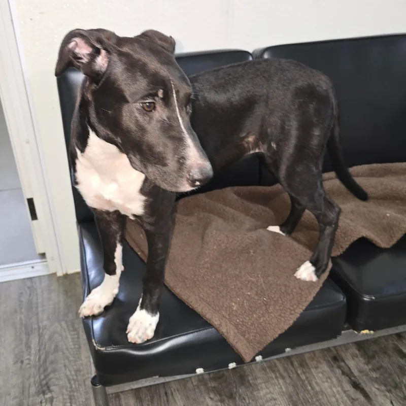 A young medium-sized female Black Mixed Breed dog named Tess for adoption in Holton, KS