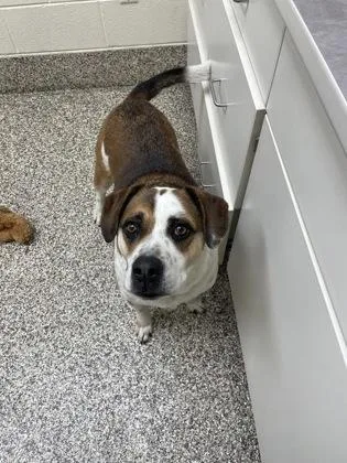 An adult large-sized male Mixed Breed dog named Hooch for adoption in Westland, MI