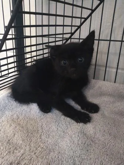A baby small-sized male Domestic Short Hair cat named Nitro for adoption in Palm Coast, FL