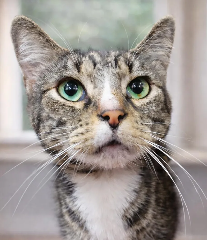 An adult small-sized male Domestic Short Hair cat named Sheriff for adoption in Cuyahoga Falls, OH