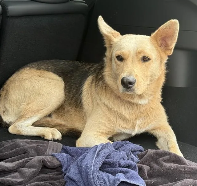 A young medium-sized female German Shepherd Dog dog named Ethel for adoption in Agoura, CA