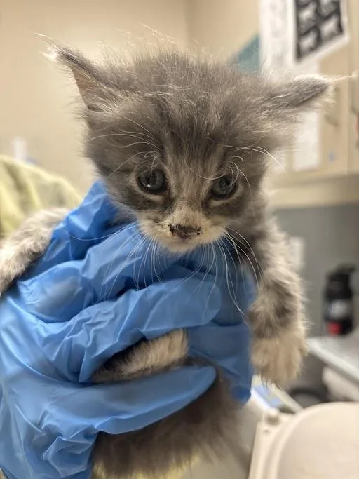 A baby small-sized male Domestic Short Hair cat named Manny for adoption in Las Vegas, NV