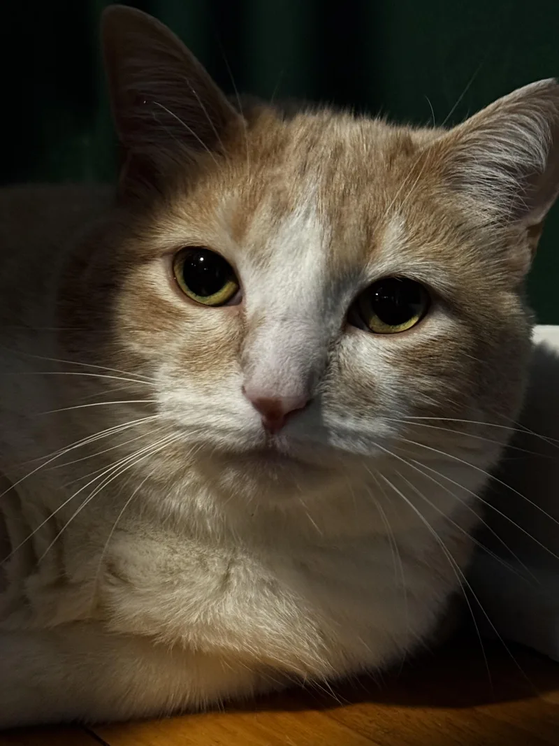 An adult large-sized male Orange & White Domestic Short Hair cat named Bowser for adoption in Albany, NY