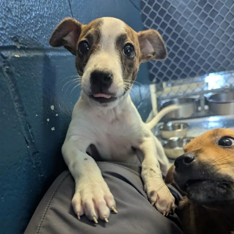 A baby small-sized female Black Mixed Breed dog named Aunt Jet for adoption in Dayton, OH