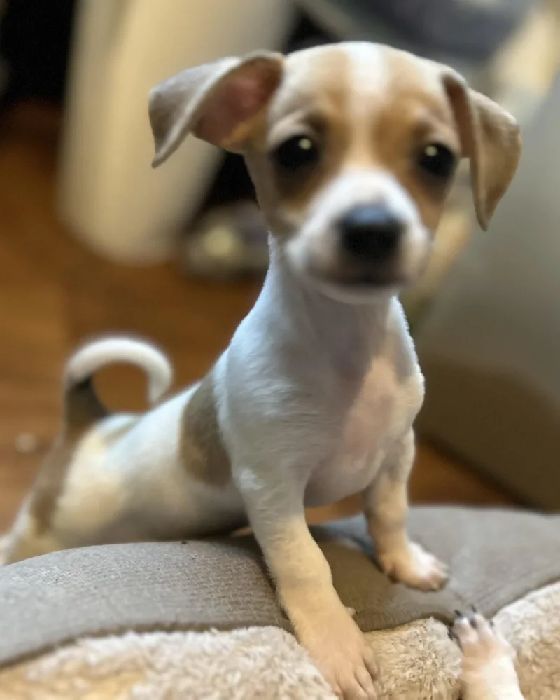A baby small-sized female Chihuahua dog named Hazel for adoption in Lafayette Hill, PA