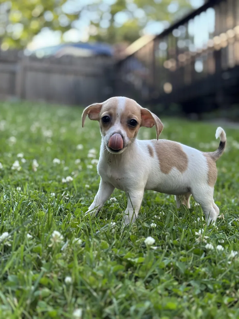 Hazel thumbnail 3
