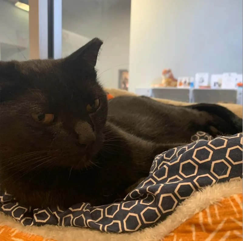 Jesse Owens thumbnail 3