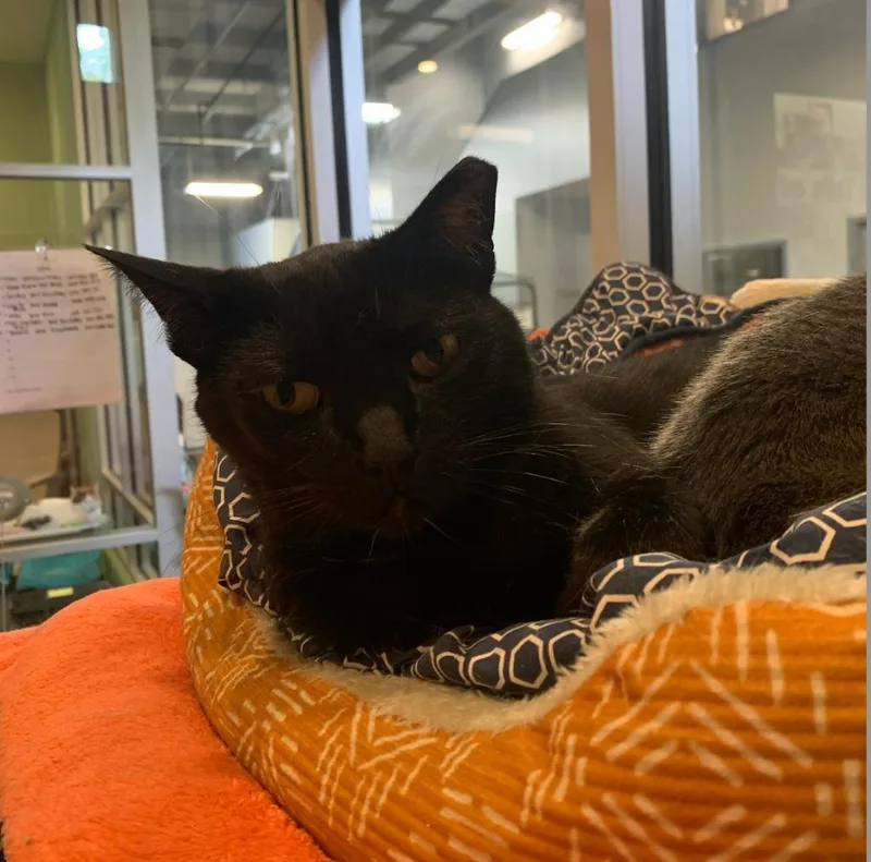 Jesse Owens thumbnail 4