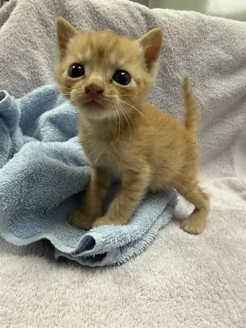 A baby small-sized male Domestic Short Hair cat named Stitch for adoption in Ontario, CA