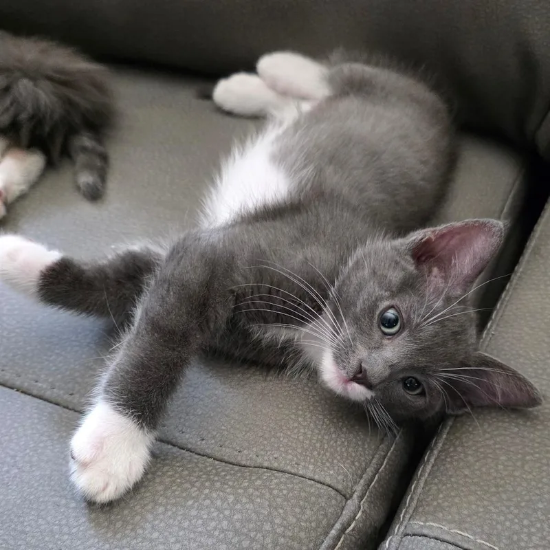 A baby small-sized male Gray / Blue / Silver Domestic Short Hair cat named Cabbie for adoption in San Antonio, TX
