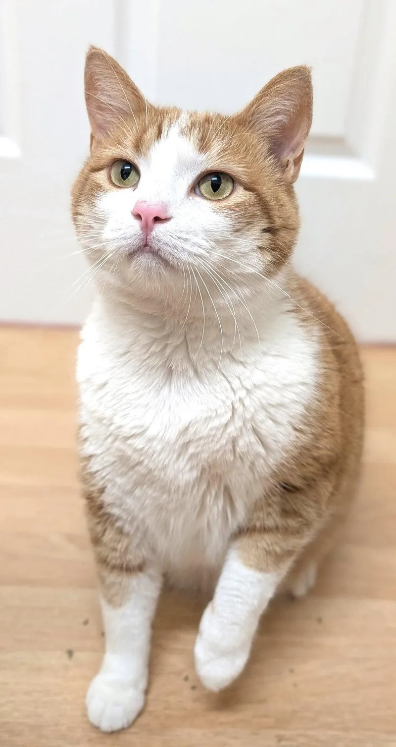 Creamsicle