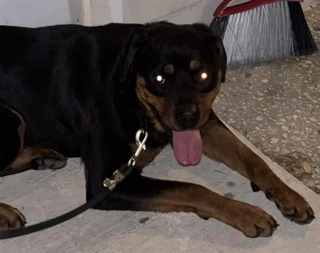A young large-sized female Rottweiler dog named Princess for adoption in Saint Cloud, FL