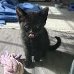 A baby medium-sized male Black Domestic Short Hair cat named Juneau for adoption in Richmond, VA