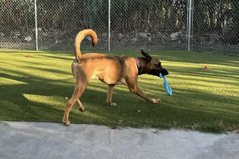 An adult medium-sized male Apricot / Beige German Shepherd Dog dog named Rammy for adoption in Houston, TX