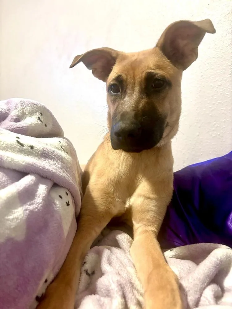 A baby large-sized female German Shepherd Dog dog named Willow for adoption in Shawnee, OK