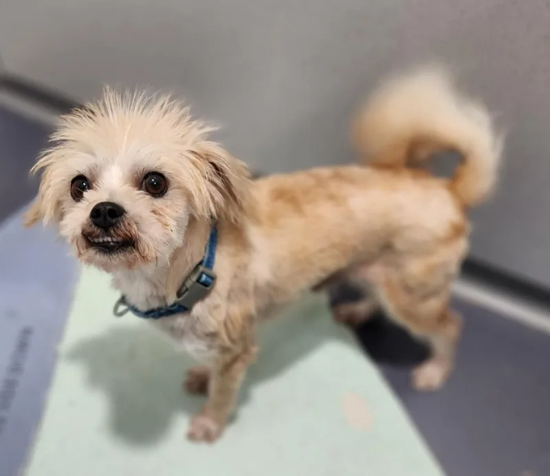 An adult medium-sized male Shih Tzu dog named Wesley for adoption in Walnutport, PA