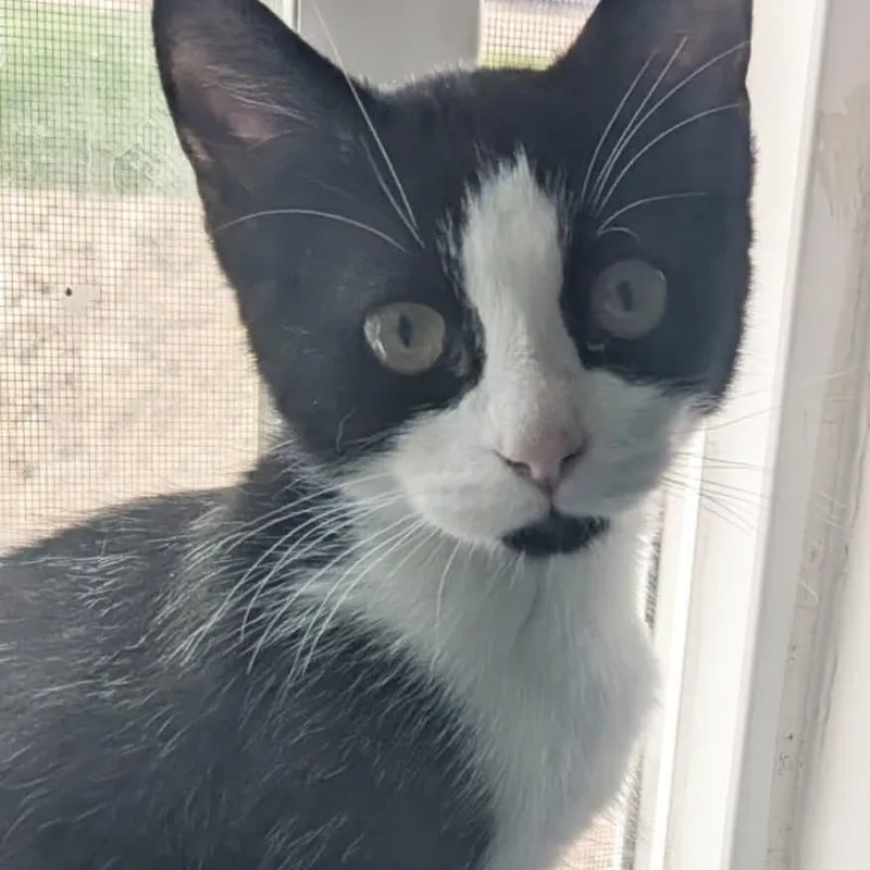 A baby small-sized male Black Domestic Short Hair cat named James Lafeen for adoption in Eagle Mountain, UT
