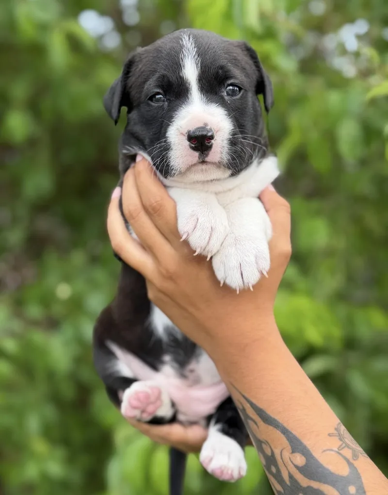 A baby medium-sized female Border Collie dog named Rollie Pollie for adoption in South Saint Paul, MN
