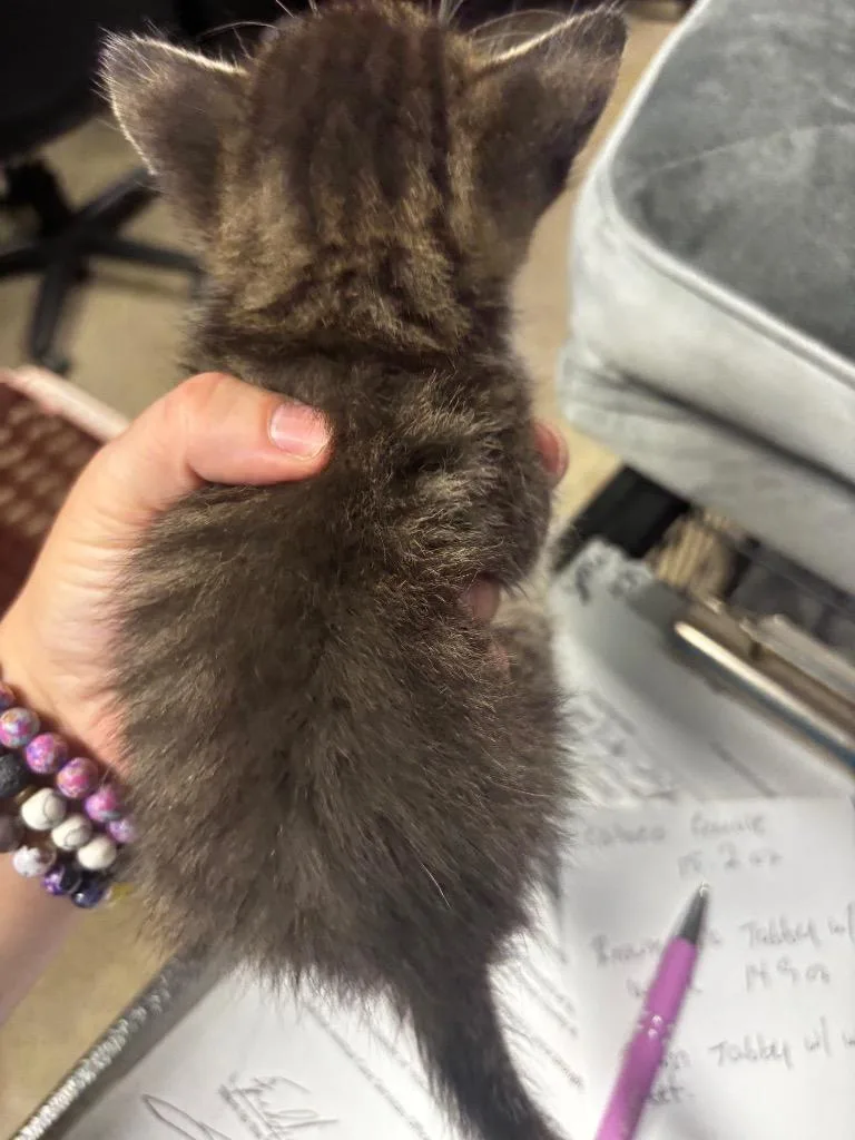 A baby medium-sized male American Shorthair cat named Ajax for adoption in Rockport, TX
