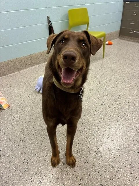 A young large-sized male Doberman Pinscher dog named Oso Bear for adoption in Brighton, CO