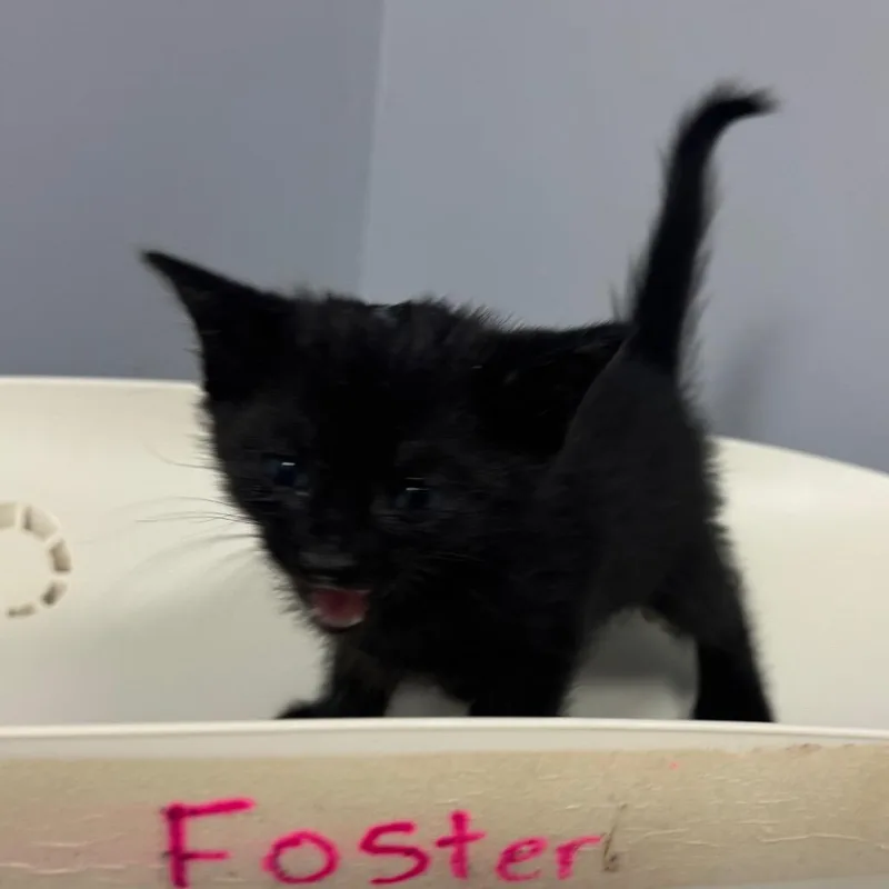 A baby small-sized female Black Domestic Medium Hair cat named Buena Vista for adoption in Columbus, GA