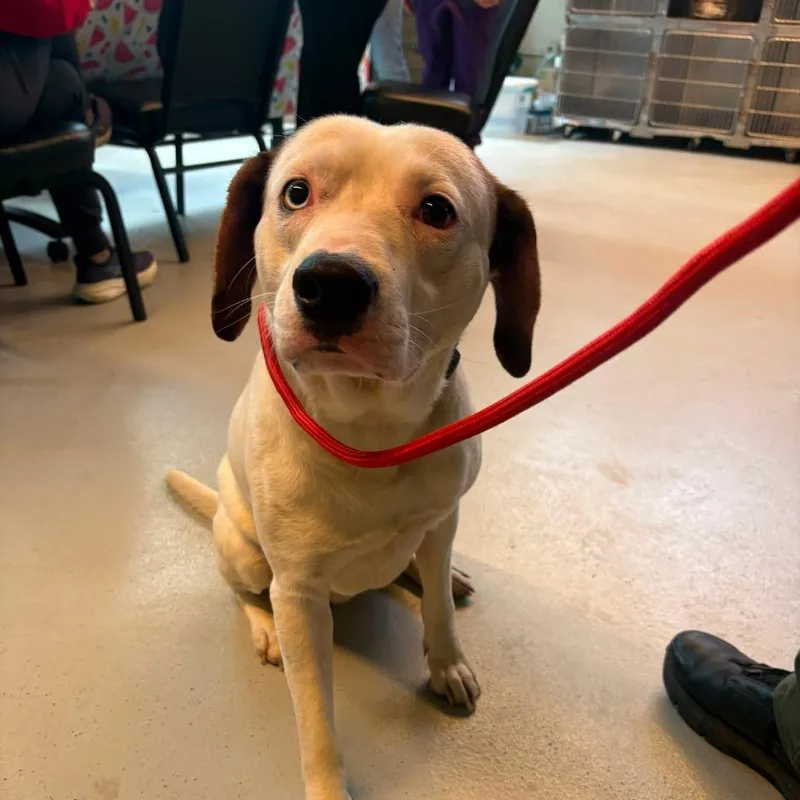 A young medium-sized male White / Cream Mixed Breed dog named Quack for adoption in Huntington, WV