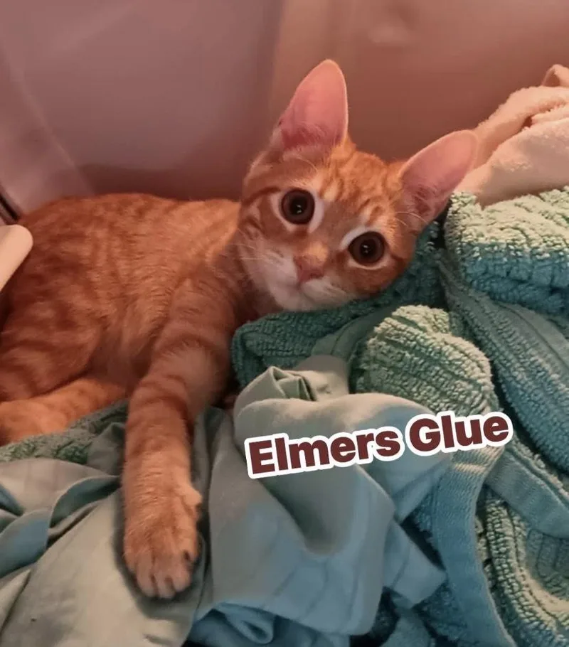Elmers Glue thumbnail 3