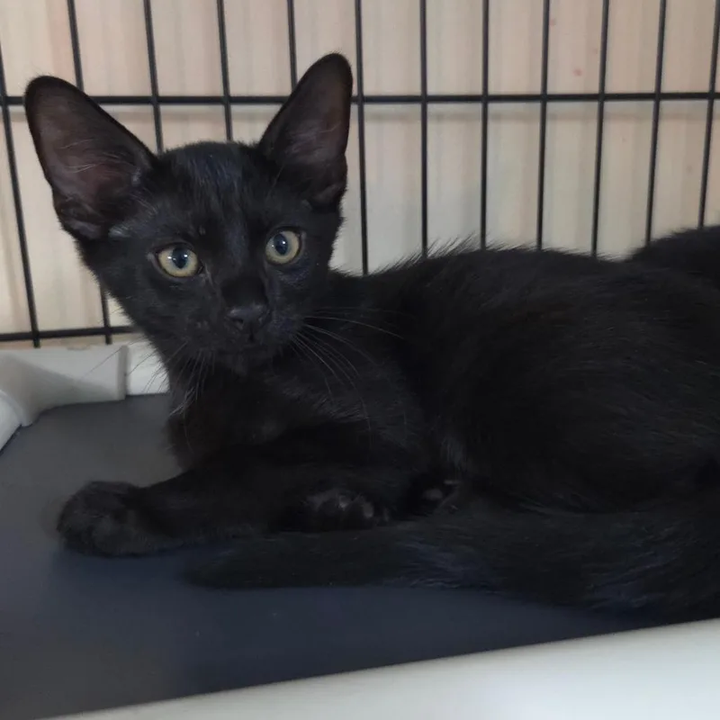 A baby small-sized male Black Domestic Short Hair cat named Winston for adoption in Jessup, MD