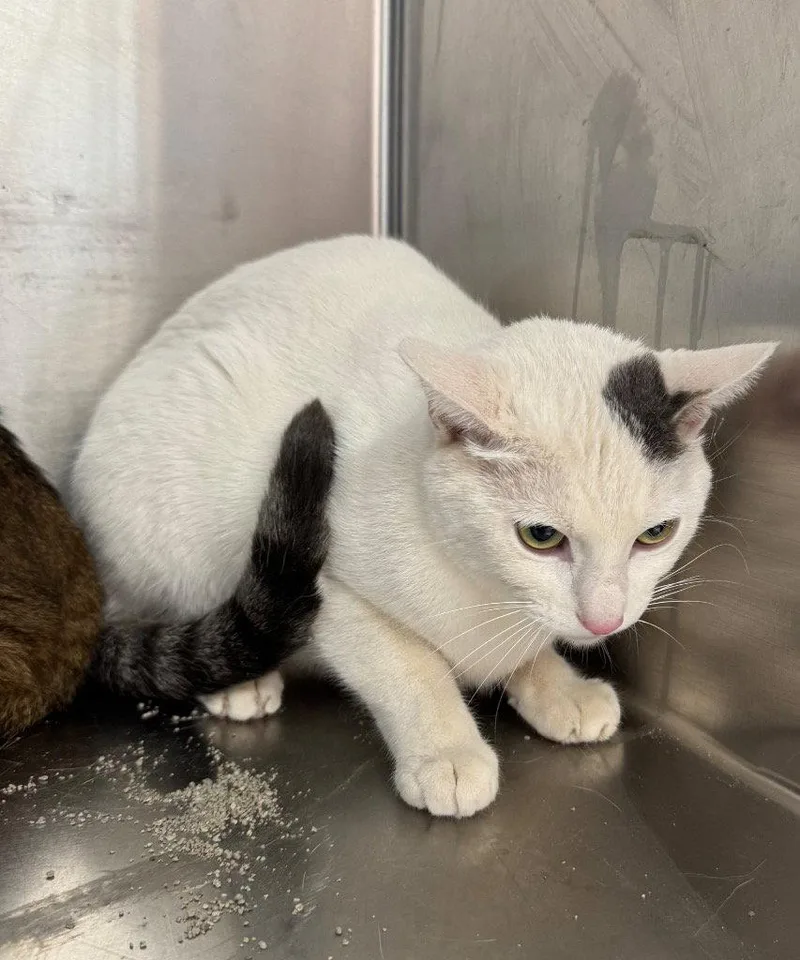 An adult small-sized male Domestic Short Hair cat named Kettle for adoption in Saint George, UT