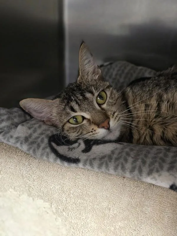 An adult small-sized female Domestic Short Hair cat named Abigail for adoption in Vancouver, WA