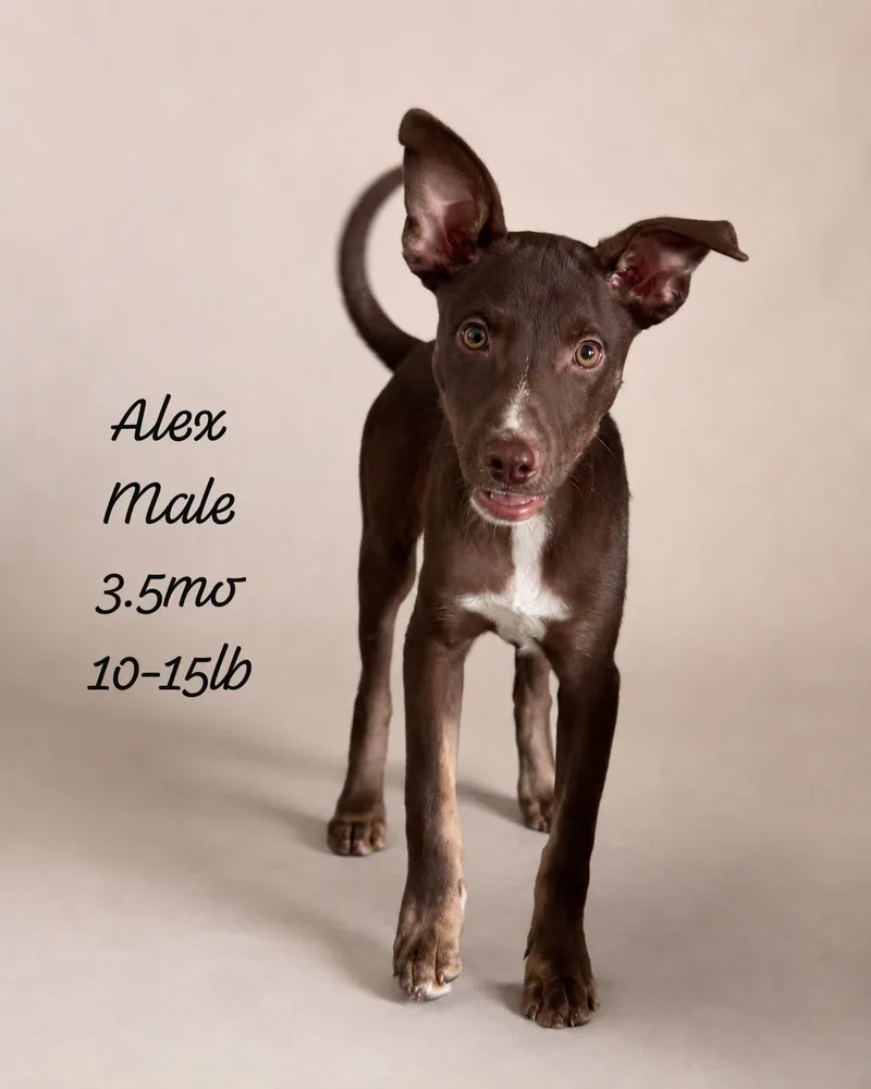 A baby small-sized male Black Chihuahua dog named Alex Michael for adoption in New York, NY