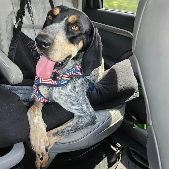 A young medium-sized male Tricolor (Brown, Black, & White) Black and Tan Coonhound dog named Wrangler for adoption in Spring Hill, TN