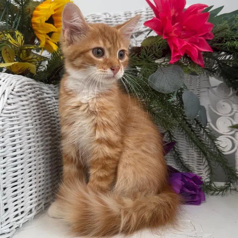 A baby small-sized male Orange / Red Domestic Medium Hair cat named Ruckus Mayhem for adoption in Eaton Rapids, MI