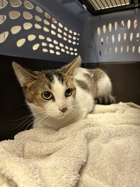 A young small-sized female Domestic Short Hair cat named Midge Jr for adoption in Minneapolis, MN