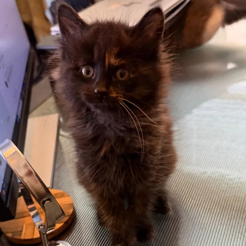 A baby small-sized female Black Domestic Long Hair cat named Muffin for adoption in Las Vegas, NV