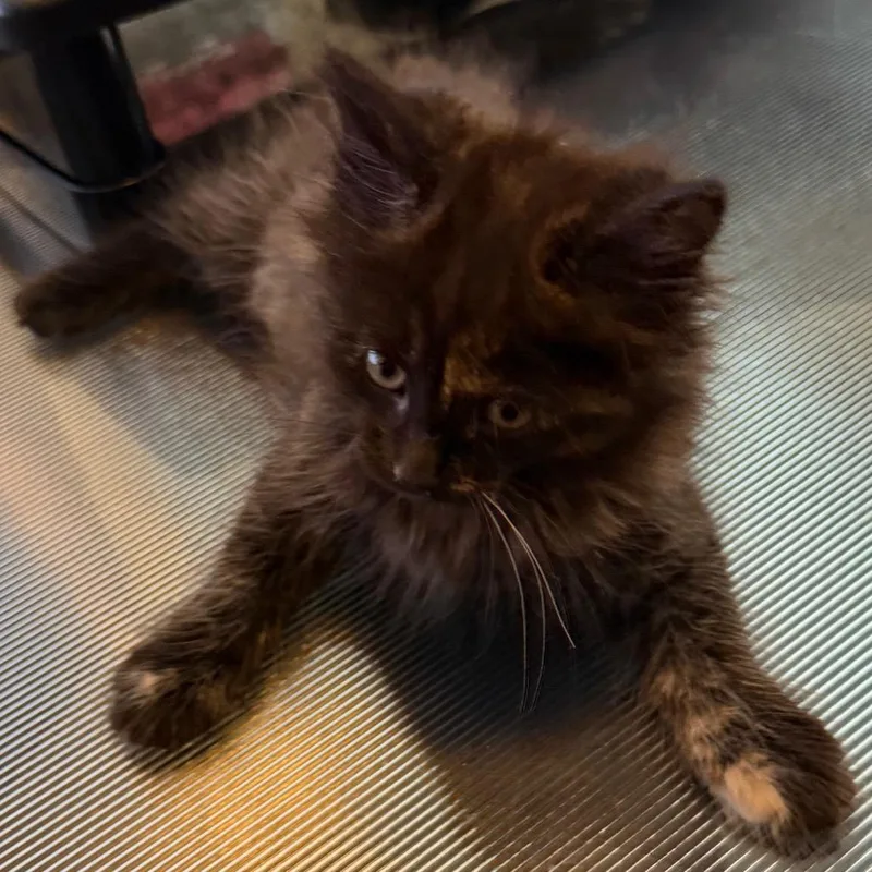 Muffin thumbnail 2