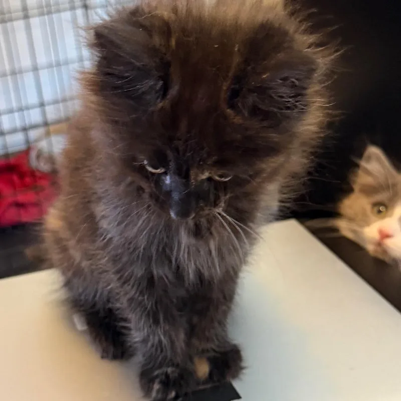 Muffin thumbnail 4
