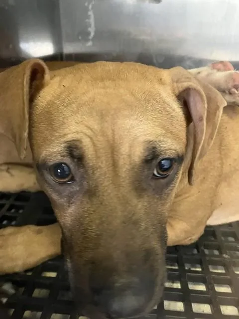 A young medium-sized male Mixed Breed dog named Josh for adoption in Dallas, TX