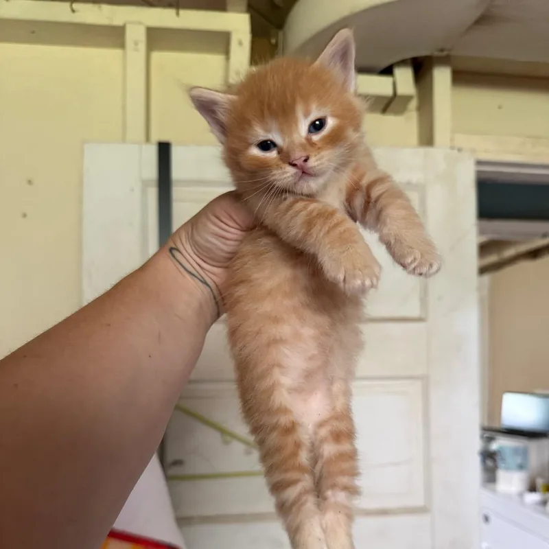 A baby small-sized female Orange / Red Domestic Short Hair cat named Sinbad for adoption in Kansas City, MO