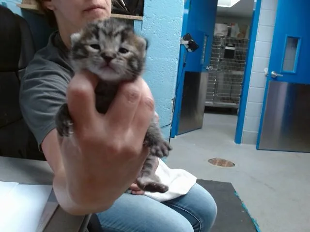 A baby small-sized male Domestic Short Hair cat named Albert for adoption in Albuquerque, NM