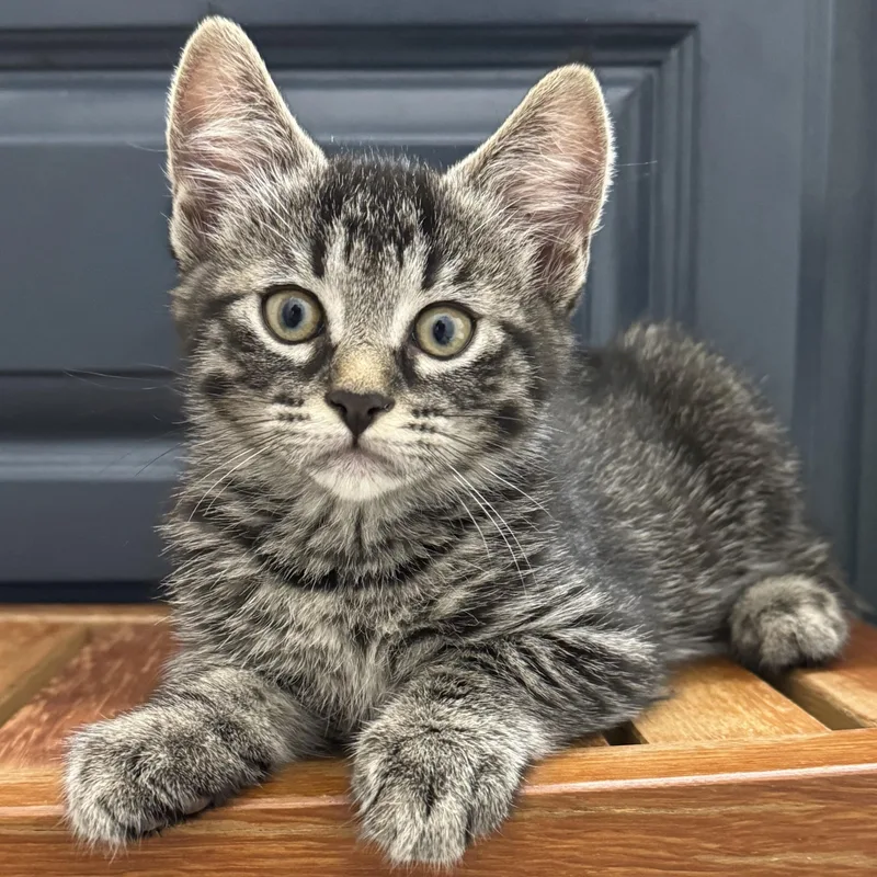 A baby medium-sized male Tabby (Brown / Chocolate) Domestic Short Hair cat named Alfredo for adoption in Wilsonville, OR