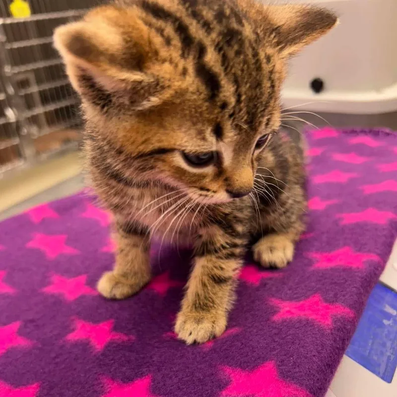 A baby small-sized male Brown / Chocolate Domestic Short Hair cat named Spy for adoption in Bastrop, TX