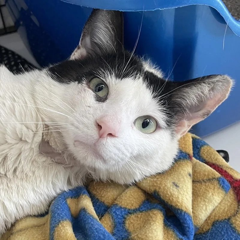 An adult medium-sized male White Domestic Short Hair cat named Joe Bananas for adoption in Chicago, IL