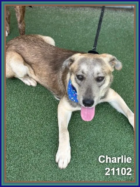 Charlie thumbnail 2