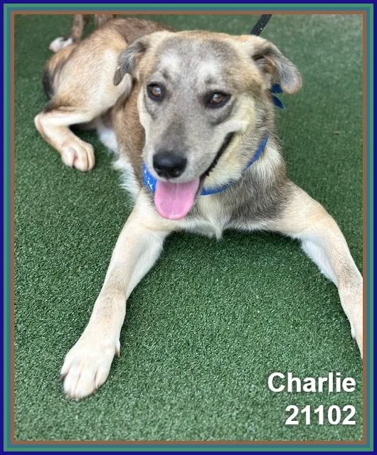 Charlie thumbnail 3