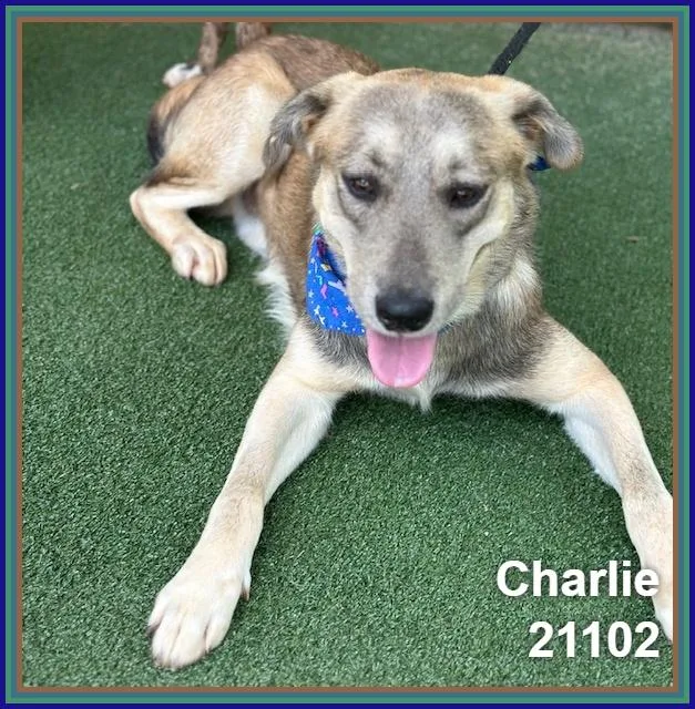 Charlie thumbnail 4