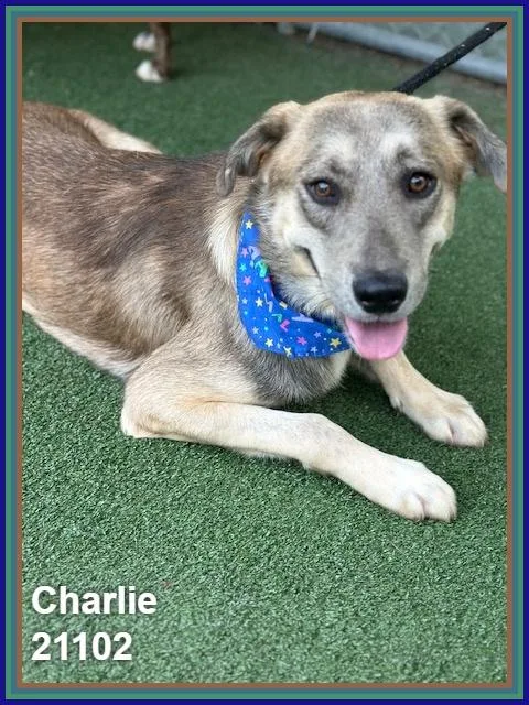 Charlie thumbnail 5