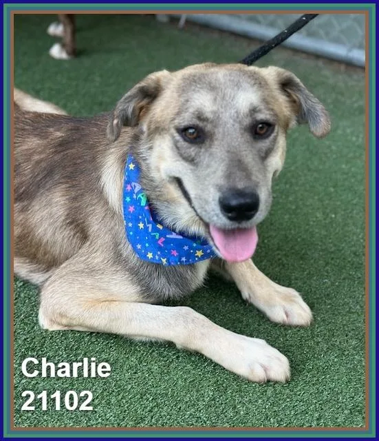Charlie thumbnail 6