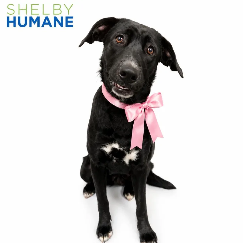 An adult large-sized female Black Mixed Breed dog named Foxy for adoption in Columbiana, AL