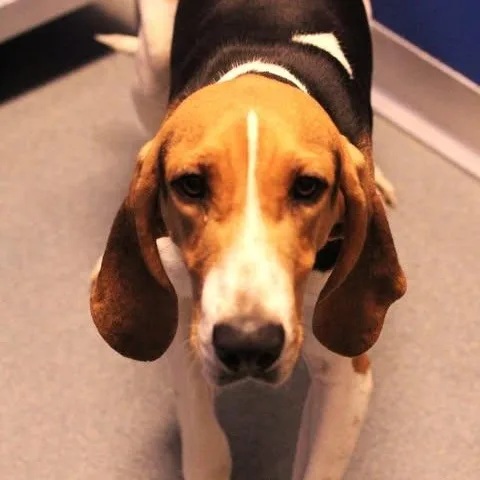 An adult medium-sized male Tricolor (Brown, Black, & White) Hound dog named 26-01771 for adoption in Fredericksburg, VA